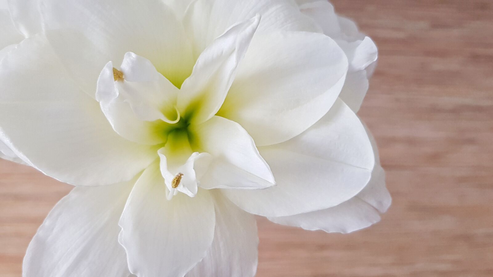 Samsung Galaxy S8+ sample photo. Hippeastrum, flower, white photography