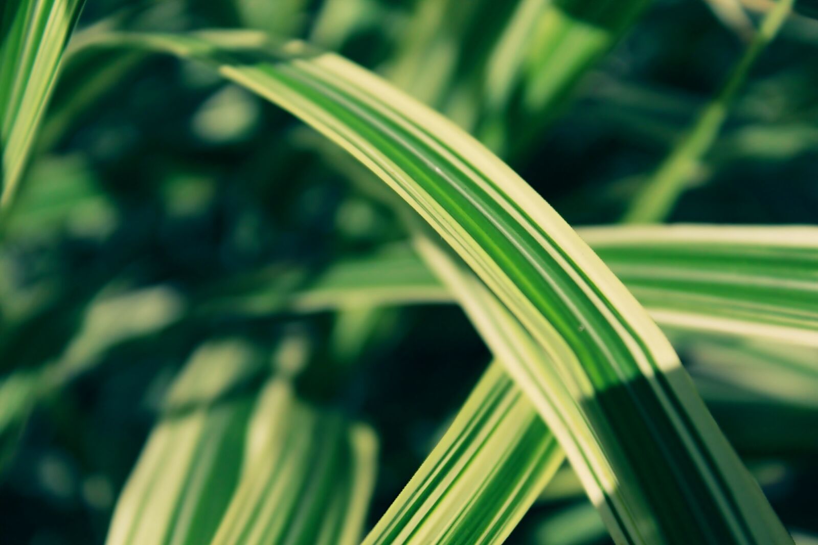 Canon EOS 1200D (EOS Rebel T5 / EOS Kiss X70 / EOS Hi) sample photo. Blade of grass, halm photography