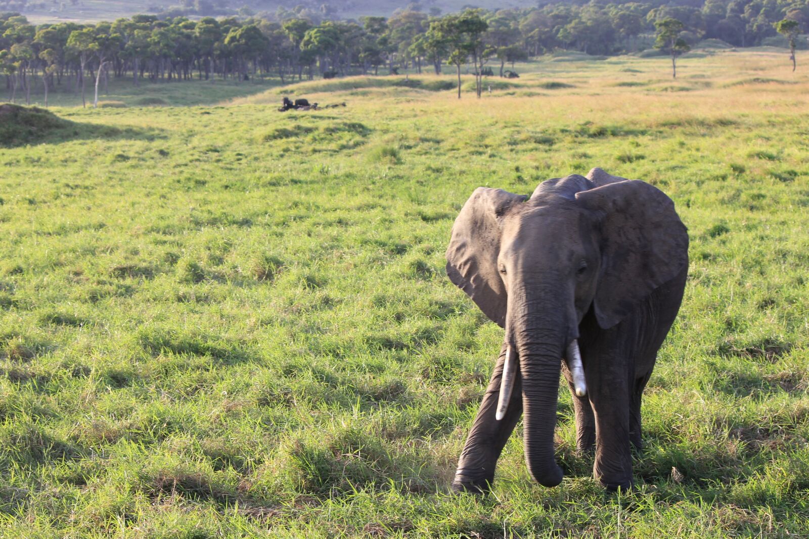 Canon EOS 550D (EOS Rebel T2i / EOS Kiss X4) sample photo. Elephant, africa, safari photography