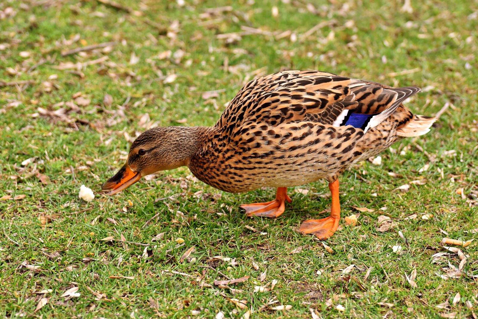 Nikon D7200 sample photo. Mallard, cute, nature photography