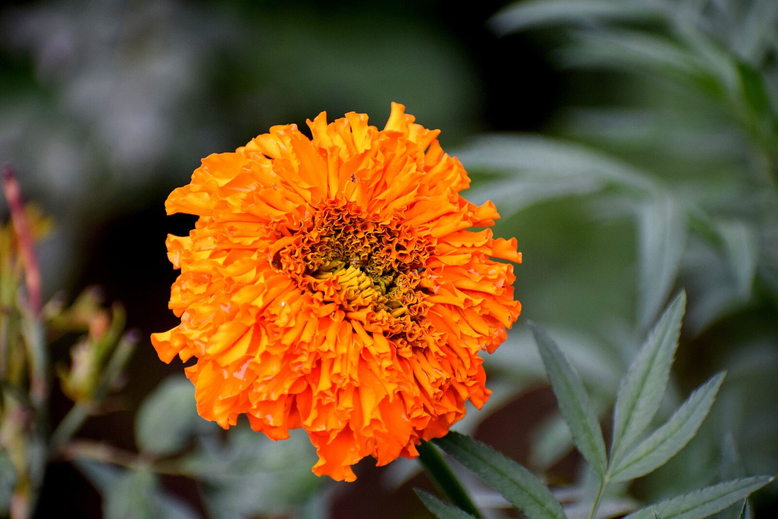Nikon D3300 sample photo. Marigold, flower, bloom photography
