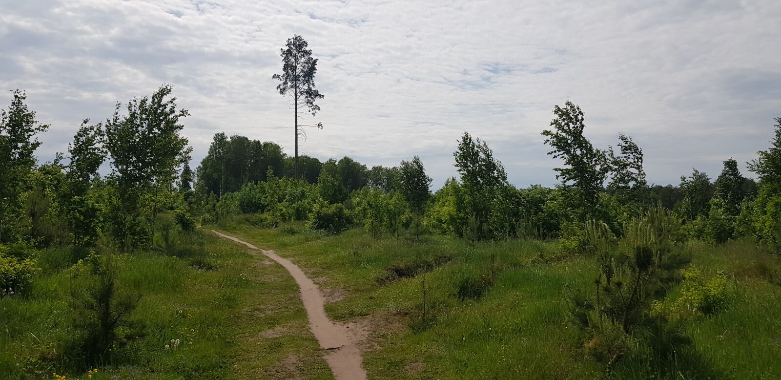 Samsung Galaxy S8+ sample photo. Forest, trees, summer photography