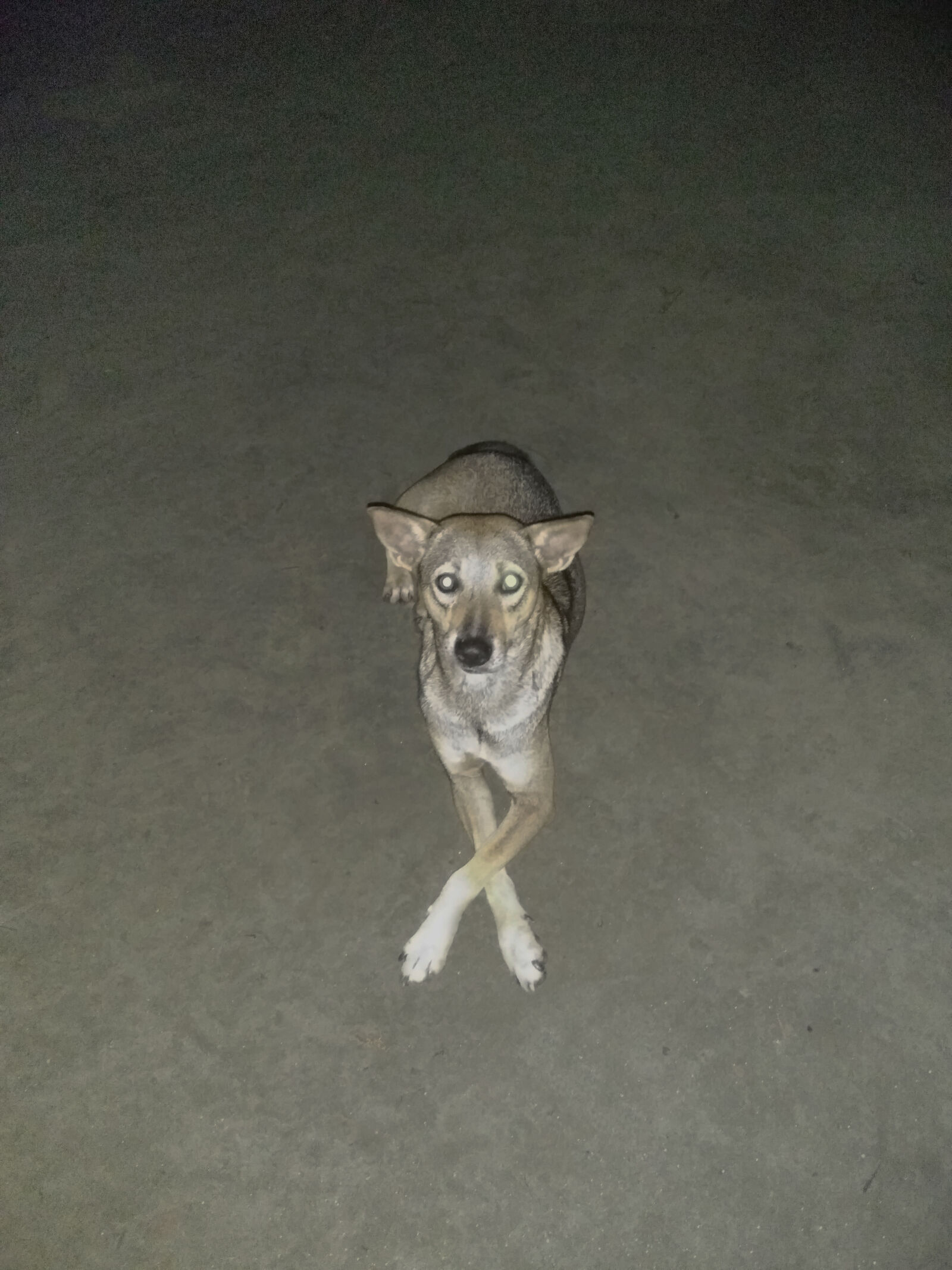 Xiaomi Redmi Note3 sample photo. Cute, animals, dog photography