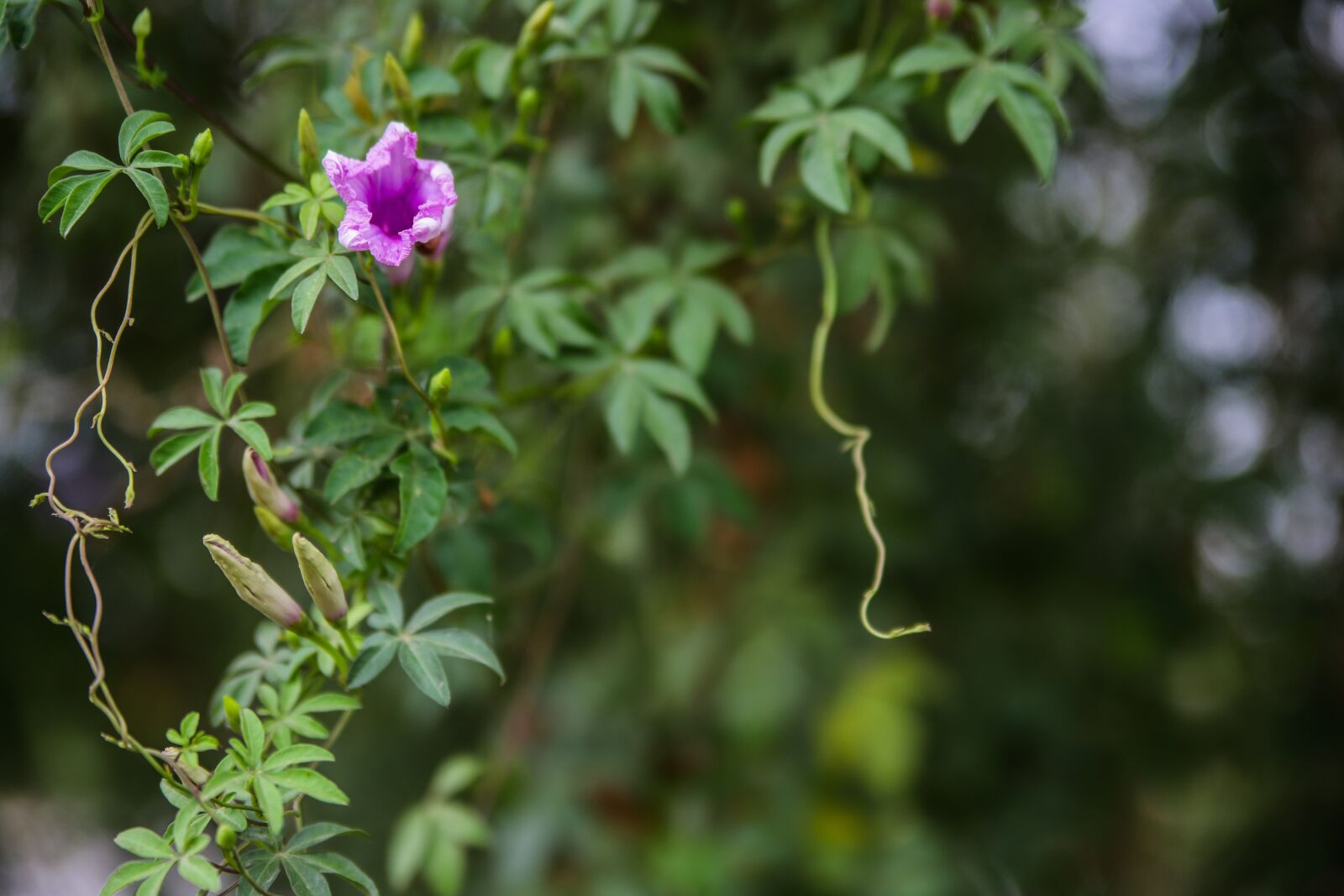 Canon EOS 6D Mark II sample photo. Railway-creeper, flower, railway photography