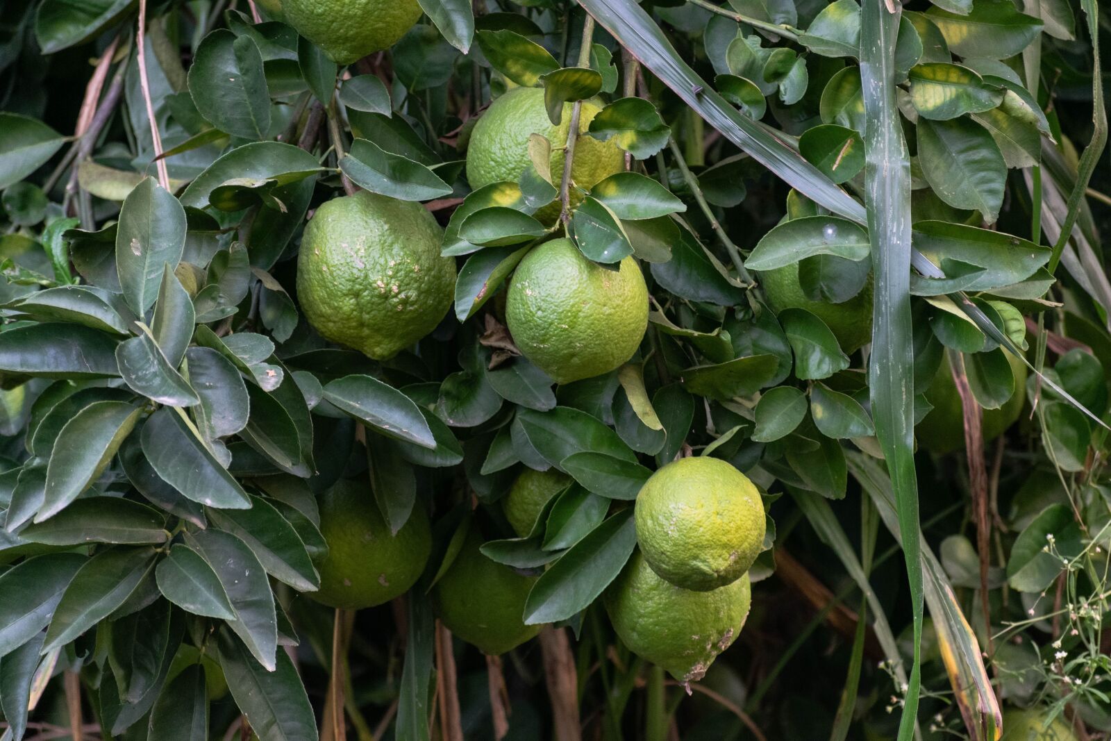 Nikon D3300 sample photo. Citrus fruits, citrus, fruit photography