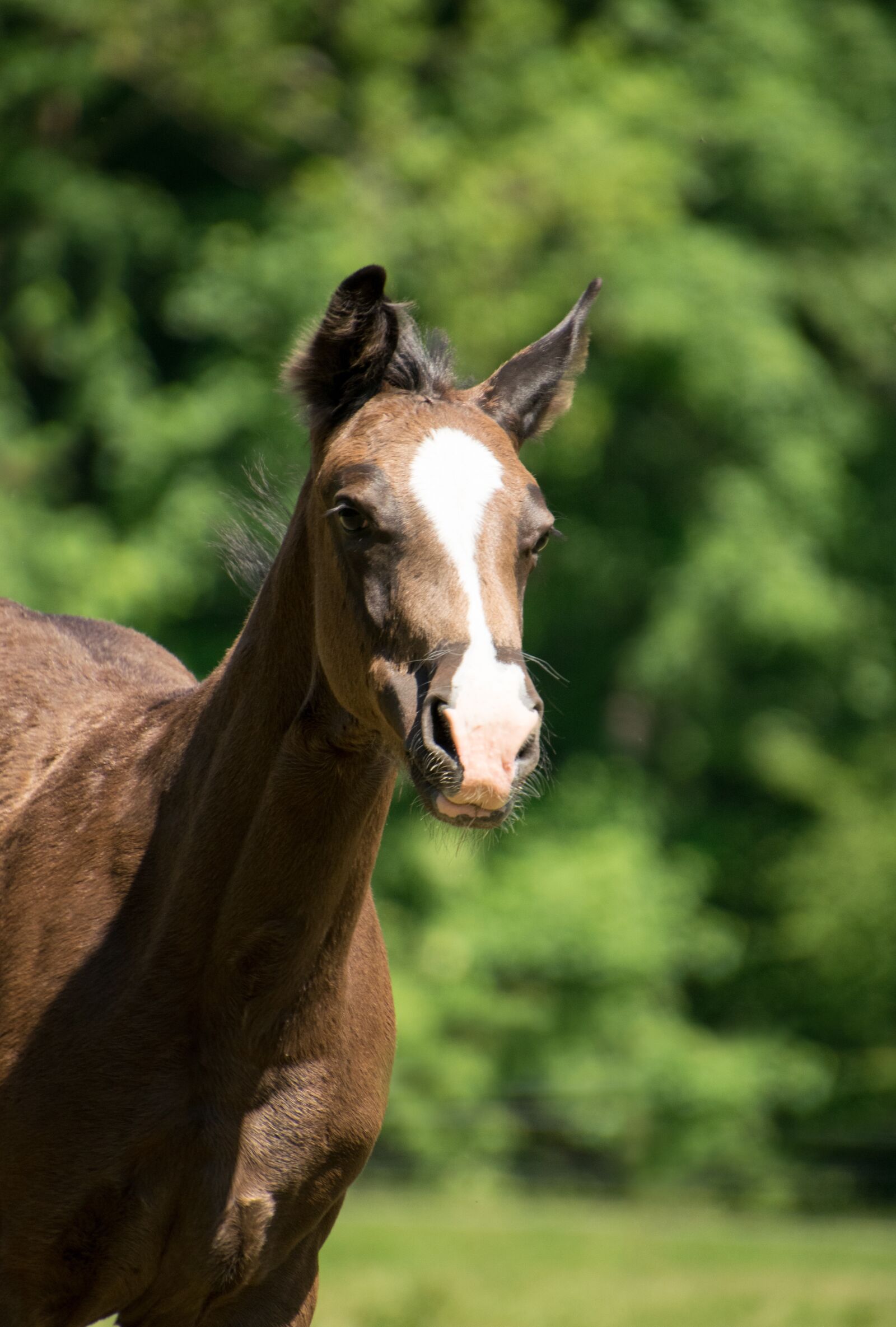 Nikon D3300 sample photo. Foal, race, horse photography