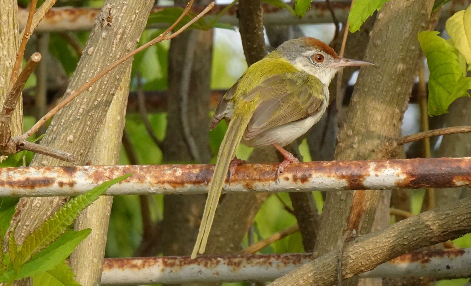 Sony DSC-WX800 sample photo. Bird, common tailorbird, orthotomus photography