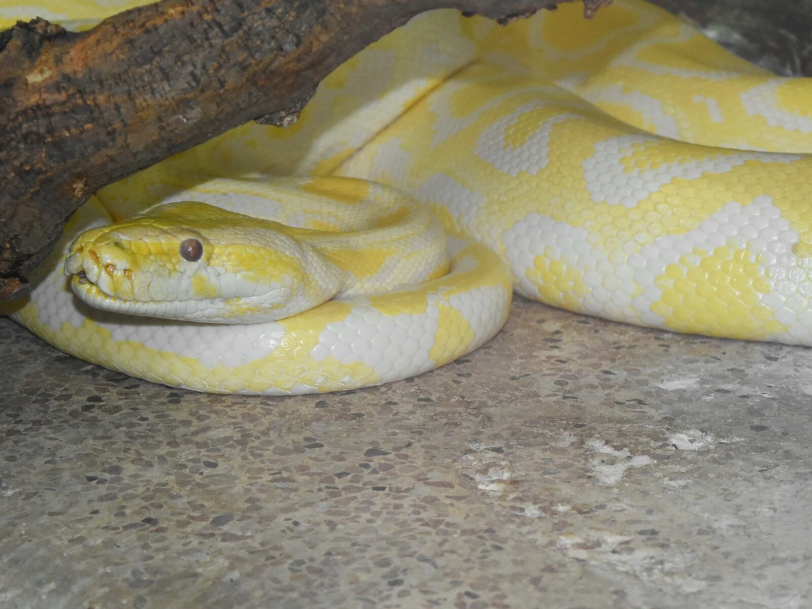 Nikon D5500 sample photo. Python, snake, yellowish, albino photography