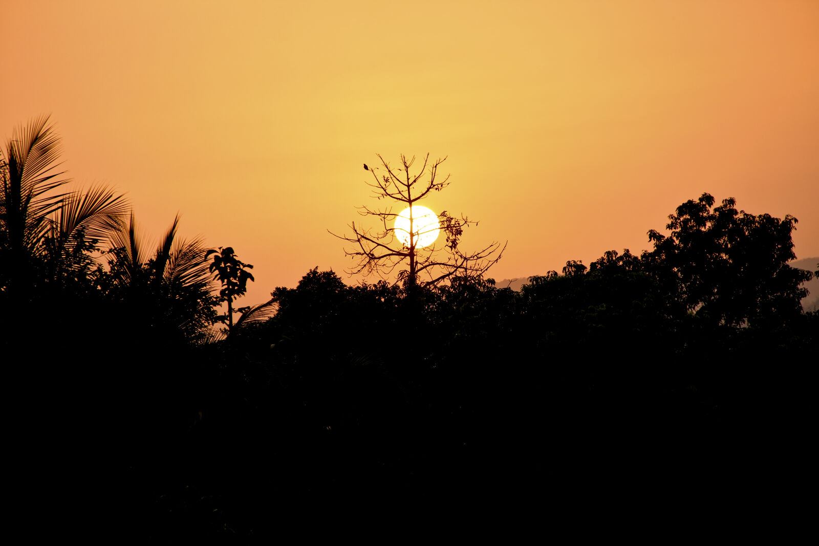 Canon EOS 600D (Rebel EOS T3i / EOS Kiss X5) sample photo. Nature, sunny, sunrise, sunset photography
