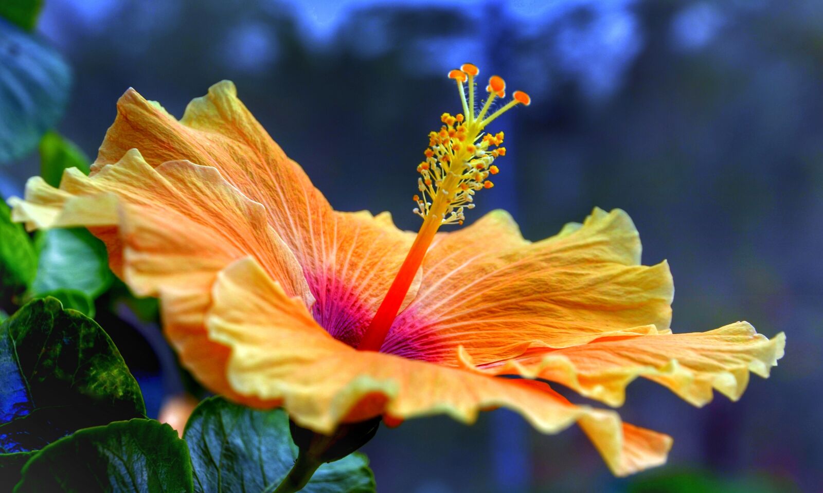 Nikon D5100 sample photo. Hibiscus, full, bloom photography