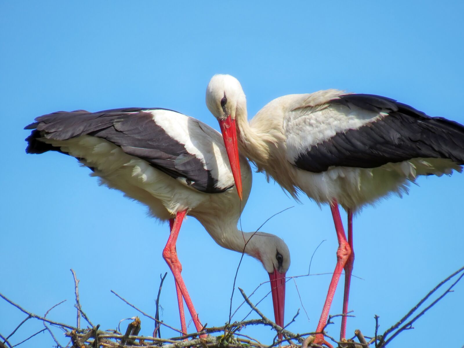 Canon PowerShot SX520 HS sample photo. Stork, birds, feathered race photography