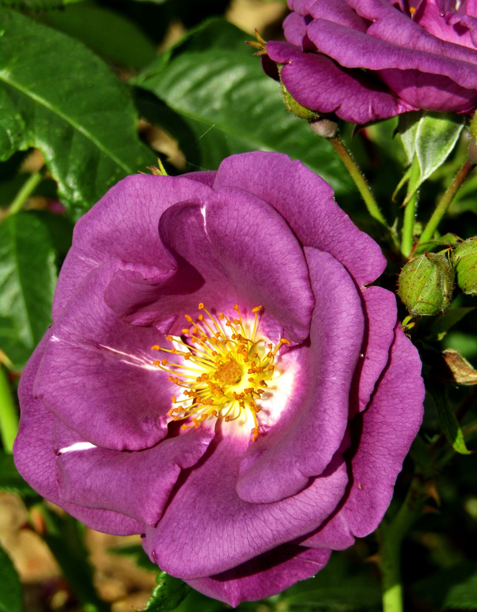 Canon POWERSHOT SX432 IS sample photo. Rose, violet, flower photography