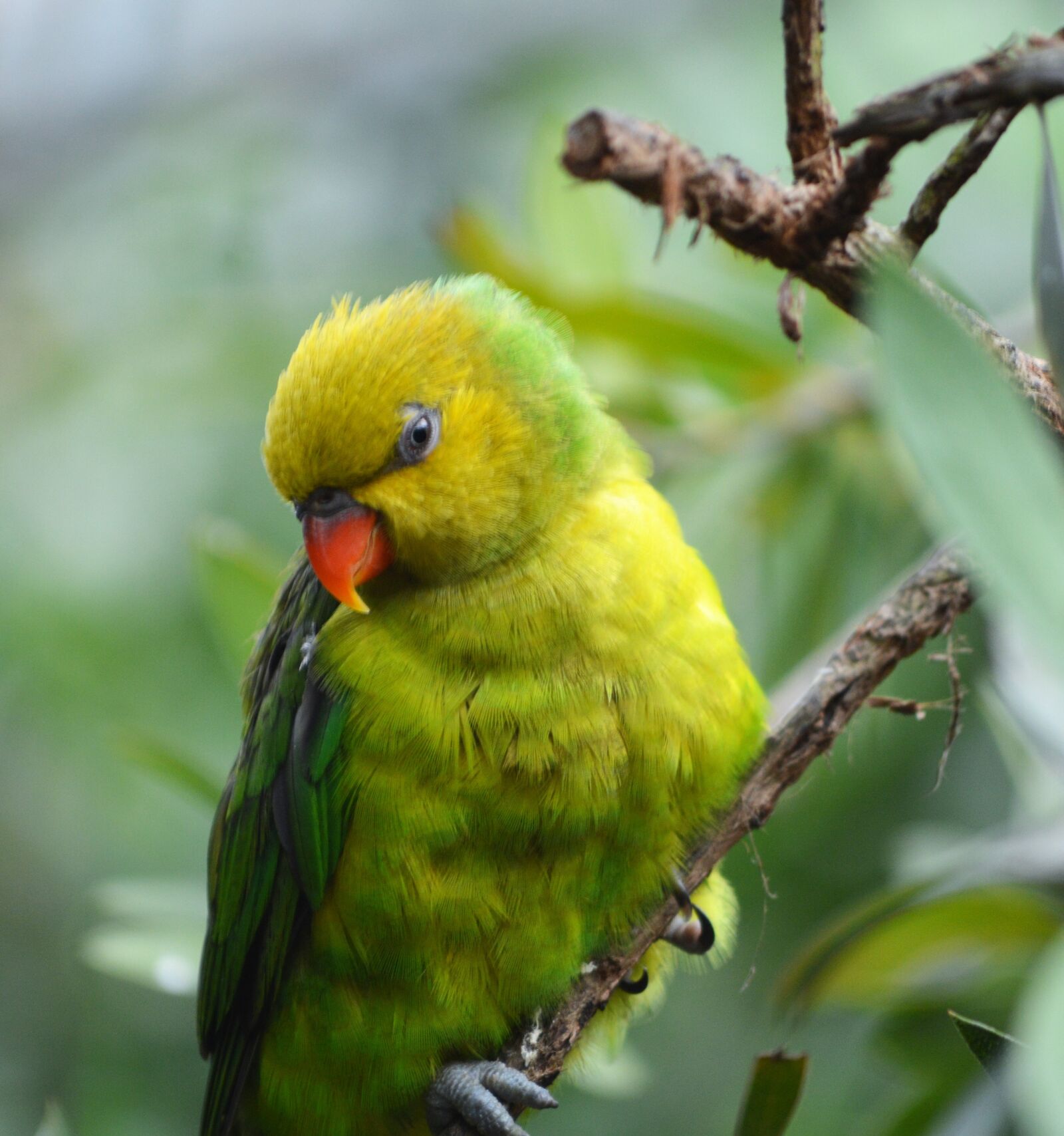 Nikon D3200 sample photo. Parakeet, green, yellow photography