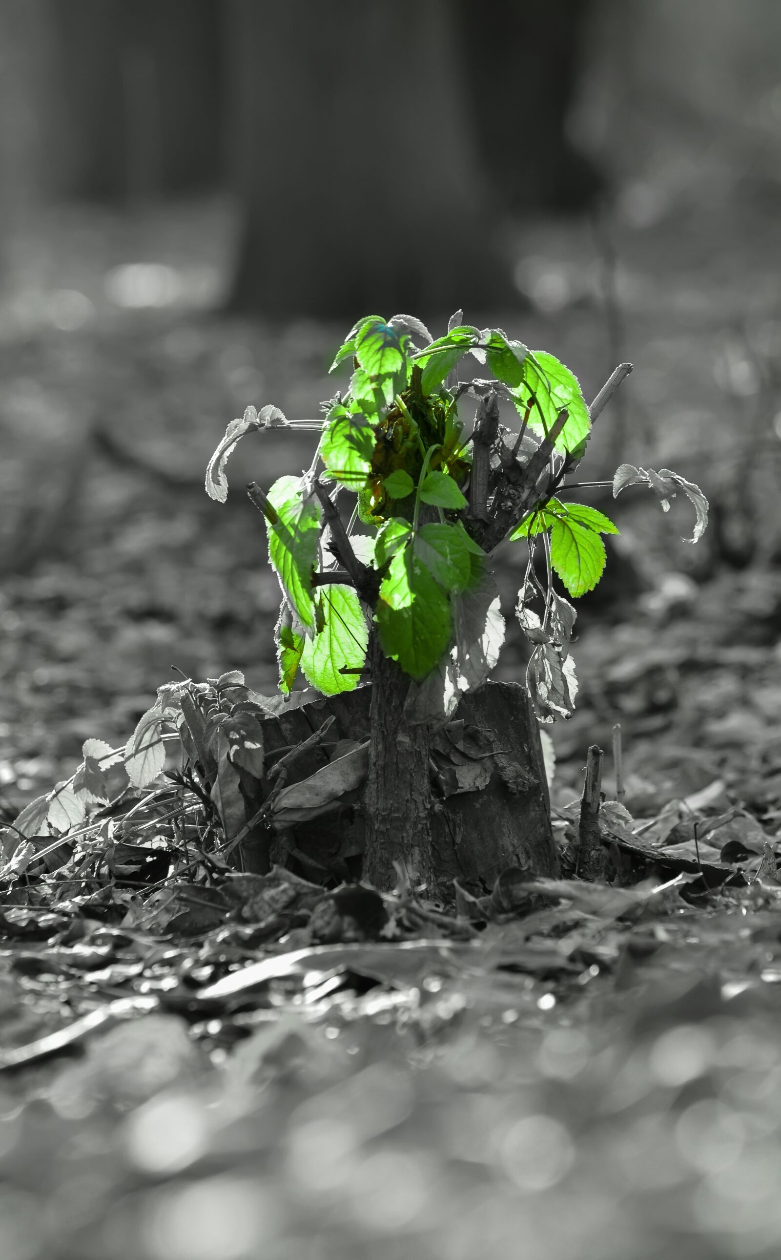 Nikon D5100 sample photo. Nature, green, sheet photography