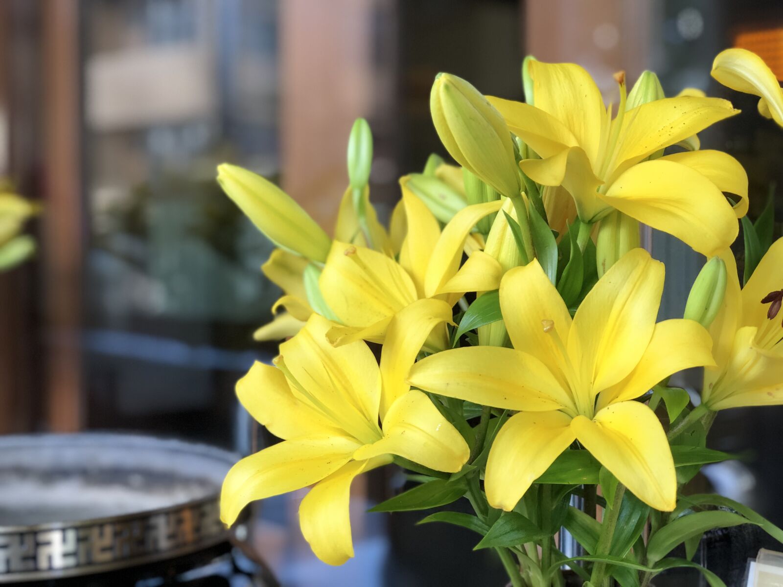 iPhone 8 Plus back dual camera 6.6mm f/2.8 sample photo. Flower, nature, plant photography