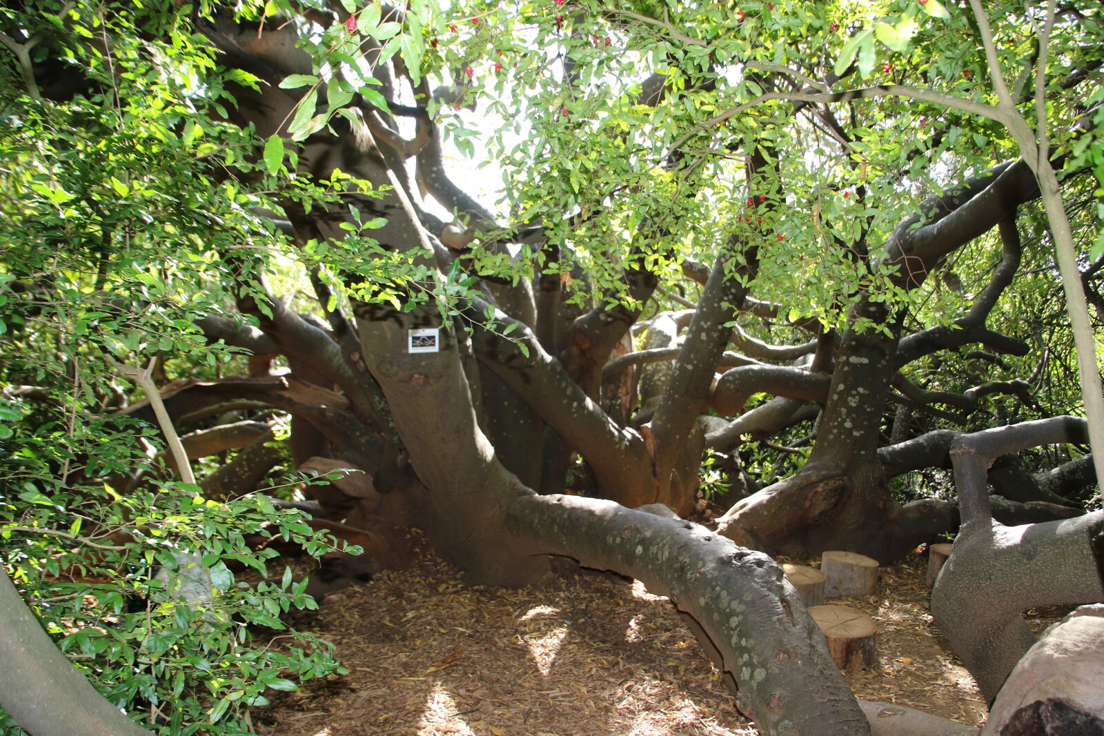 Canon EOS 7D Mark II sample photo. Bark, branches, green, tangled photography