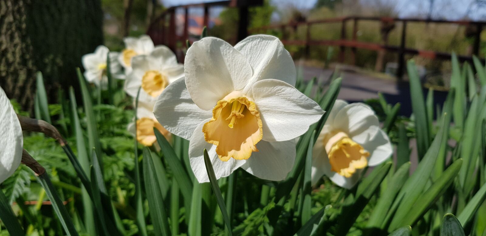 Samsung Galaxy S8 sample photo. Flower, spring, floral photography