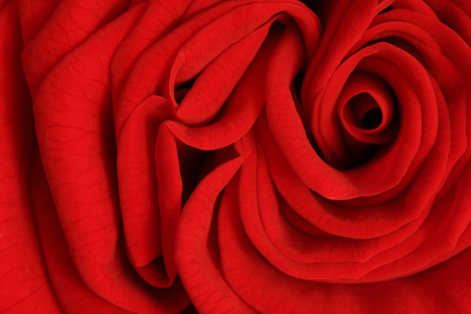Canon EOS 350D (EOS Digital Rebel XT / EOS Kiss Digital N) sample photo. Rose, red, love photography