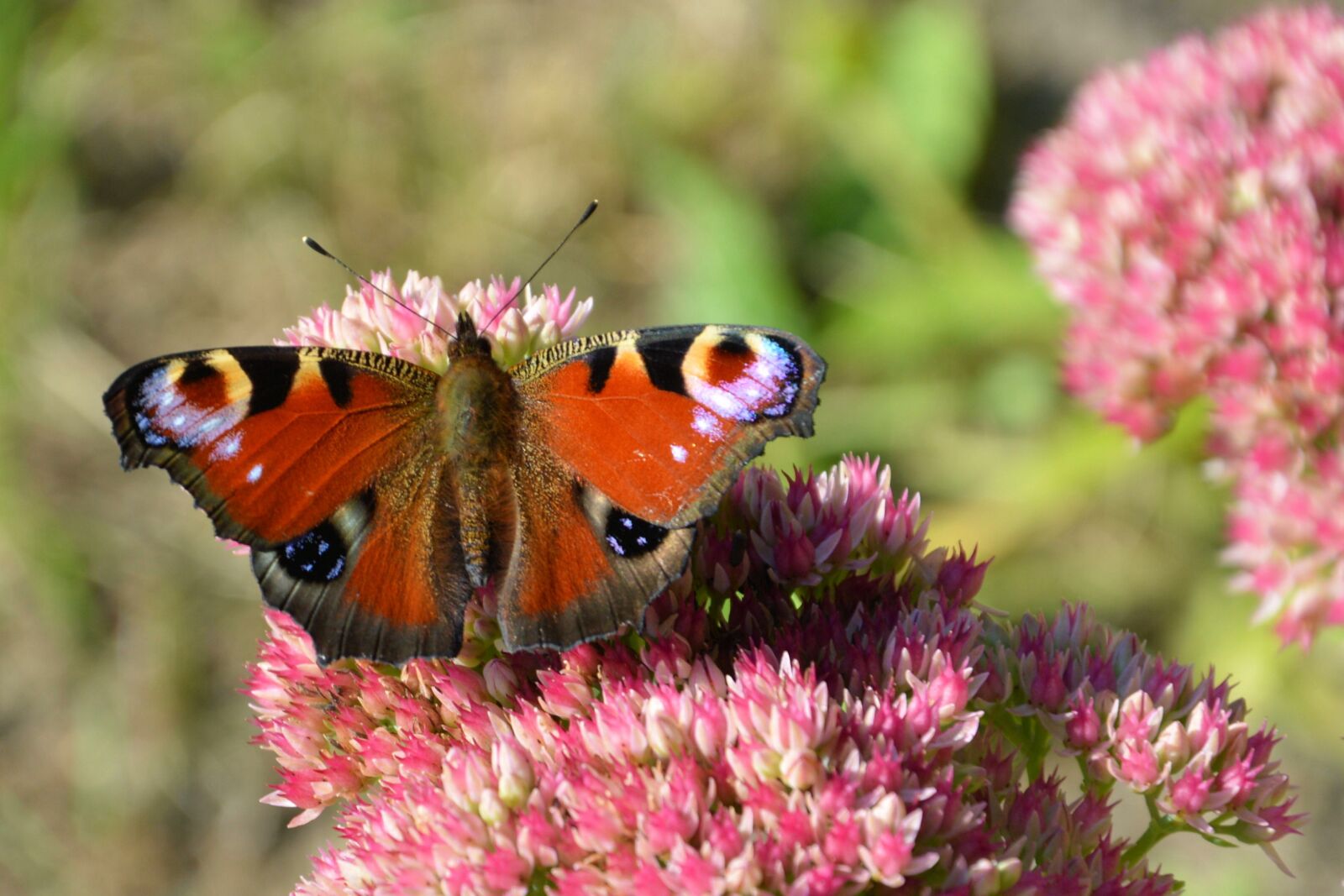 Nikon D3200 sample photo. Blossom, bloom, insect photography