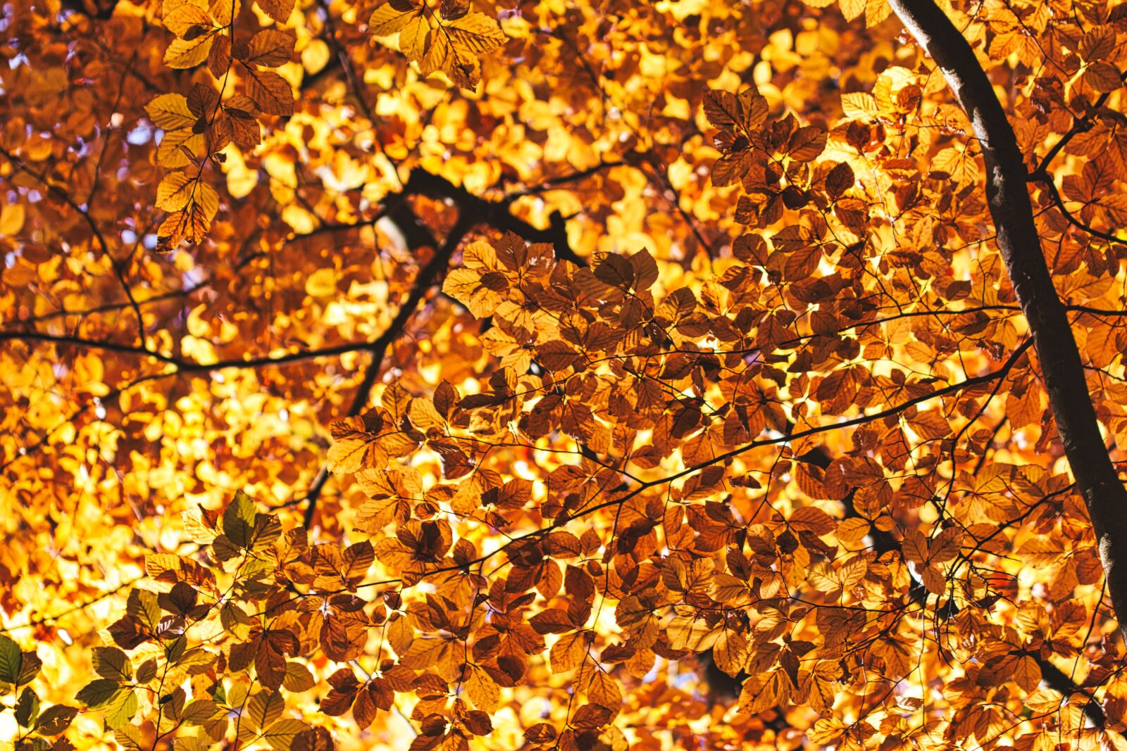 Canon EOS 70D sample photo. Canopy, autumn, leaves photography