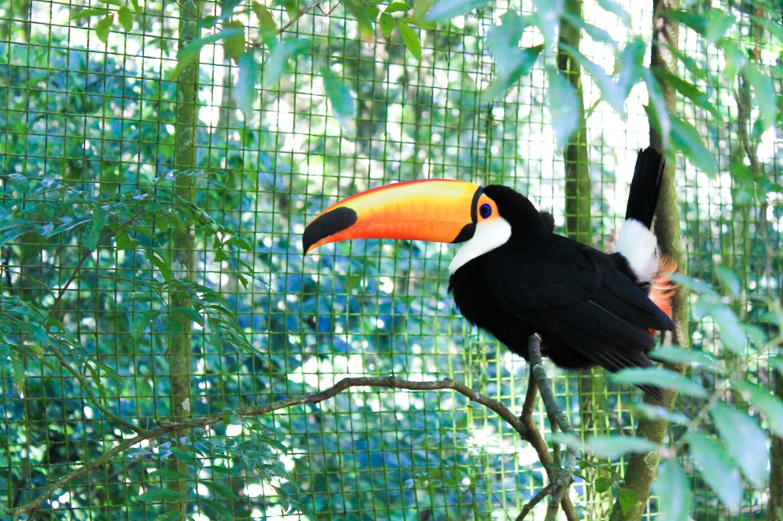 Canon EOS 1100D (EOS Rebel T3 / EOS Kiss X50) sample photo. Tucano, bird, nature photography