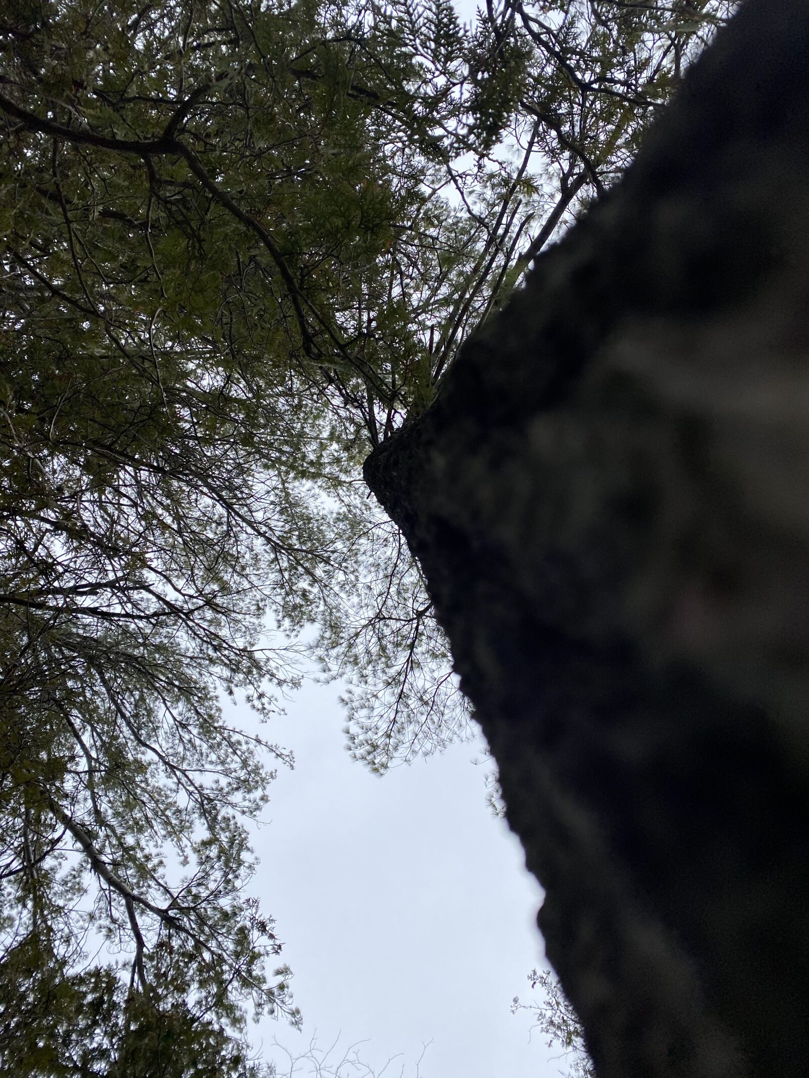 Apple iPhone 11 Pro Max sample photo. Upward view, tree, dark photography