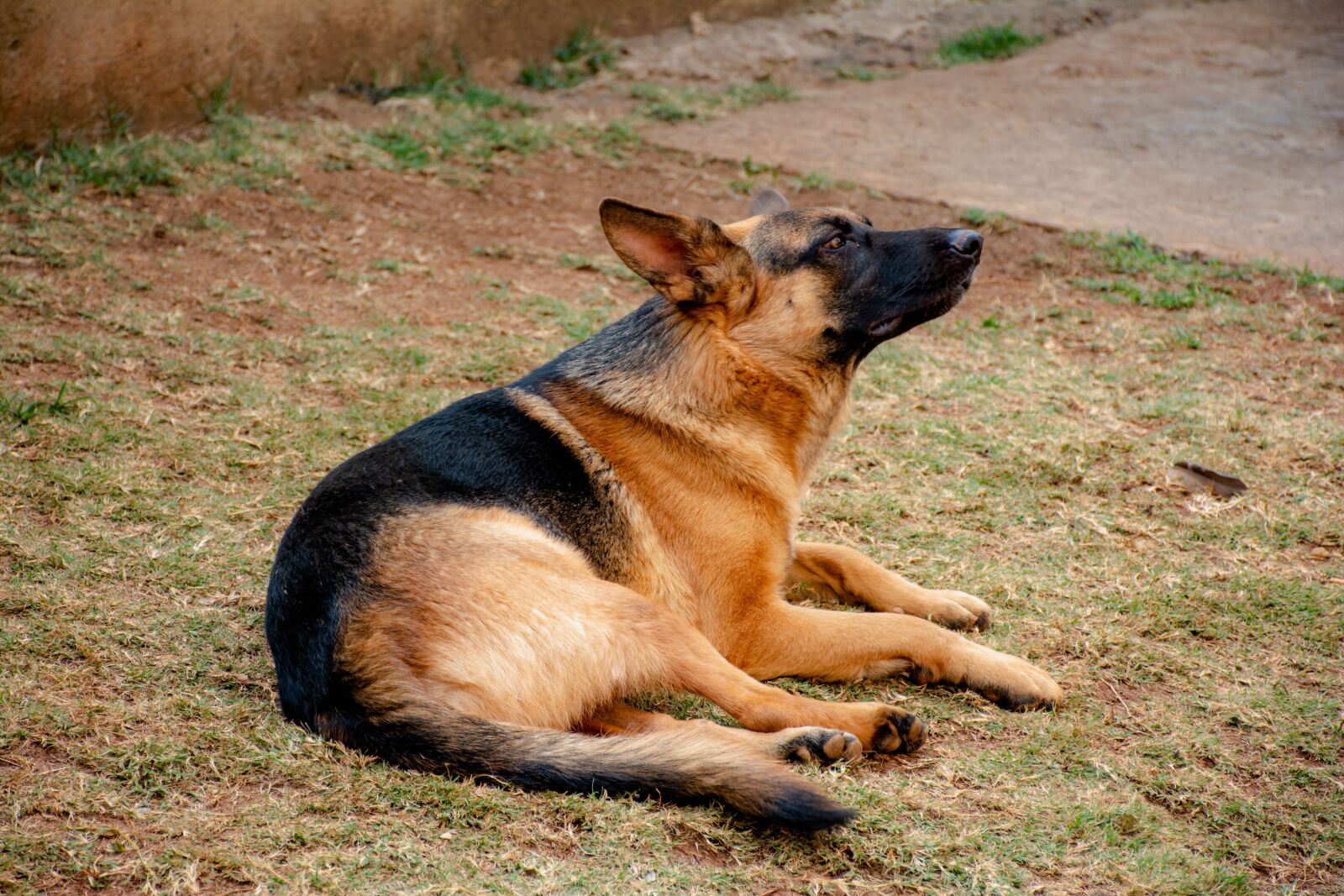 Nikon D7100 sample photo. Dog, friend, pet photography