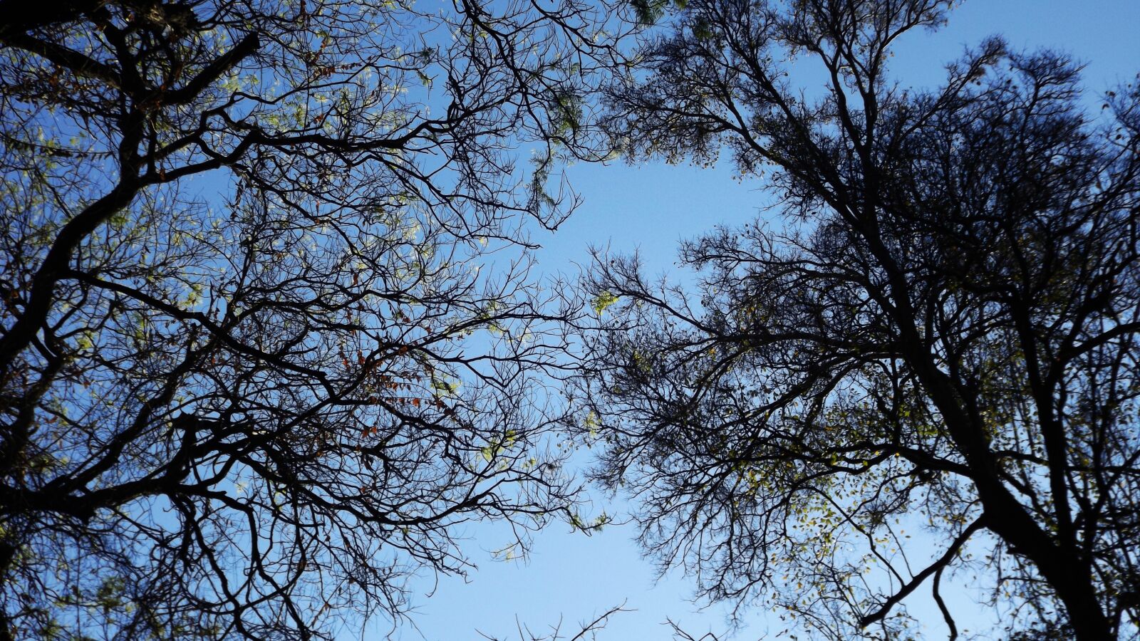 Fujifilm FinePix S4800 sample photo. Tree, autumn, nature photography