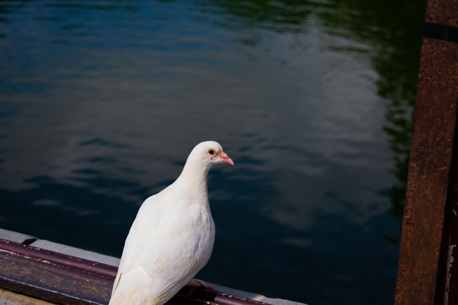 Nikon D3400 sample photo. Bird, vietnam, hoi an photography