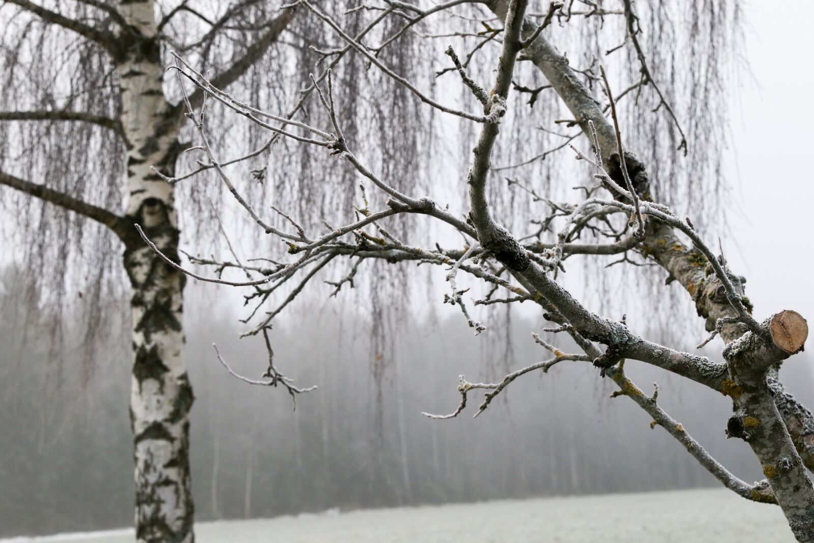Canon EOS 7D Mark II sample photo. Tree, nature, winter photography