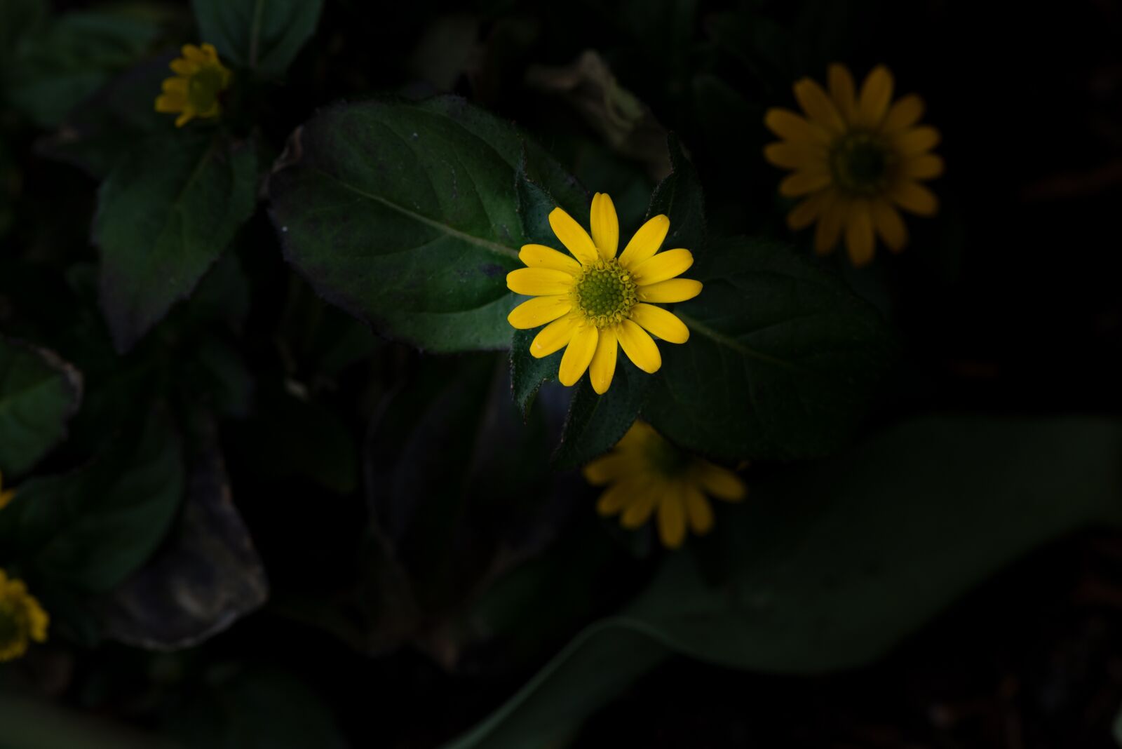 Nikon D750 sample photo. Hussar buttons, flower, yellow photography