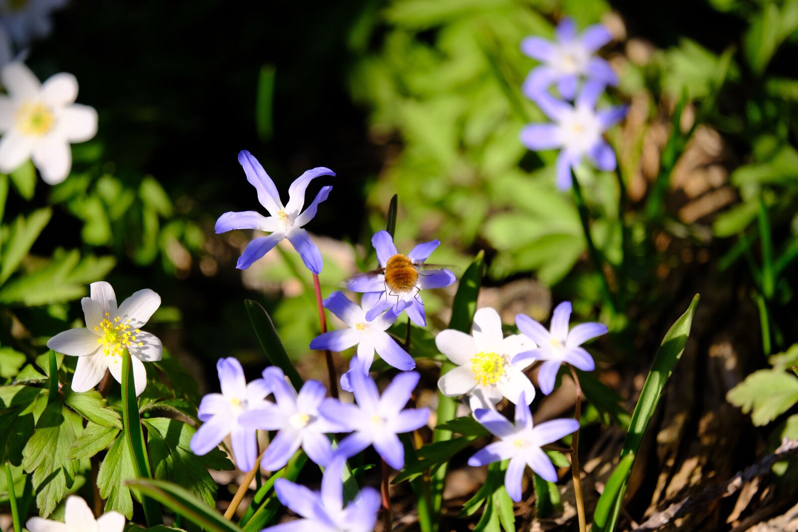 Fujifilm XF 55-200mm F3.5-4.8 R LM OIS sample photo. Scilla, wood anemone, bombylius photography