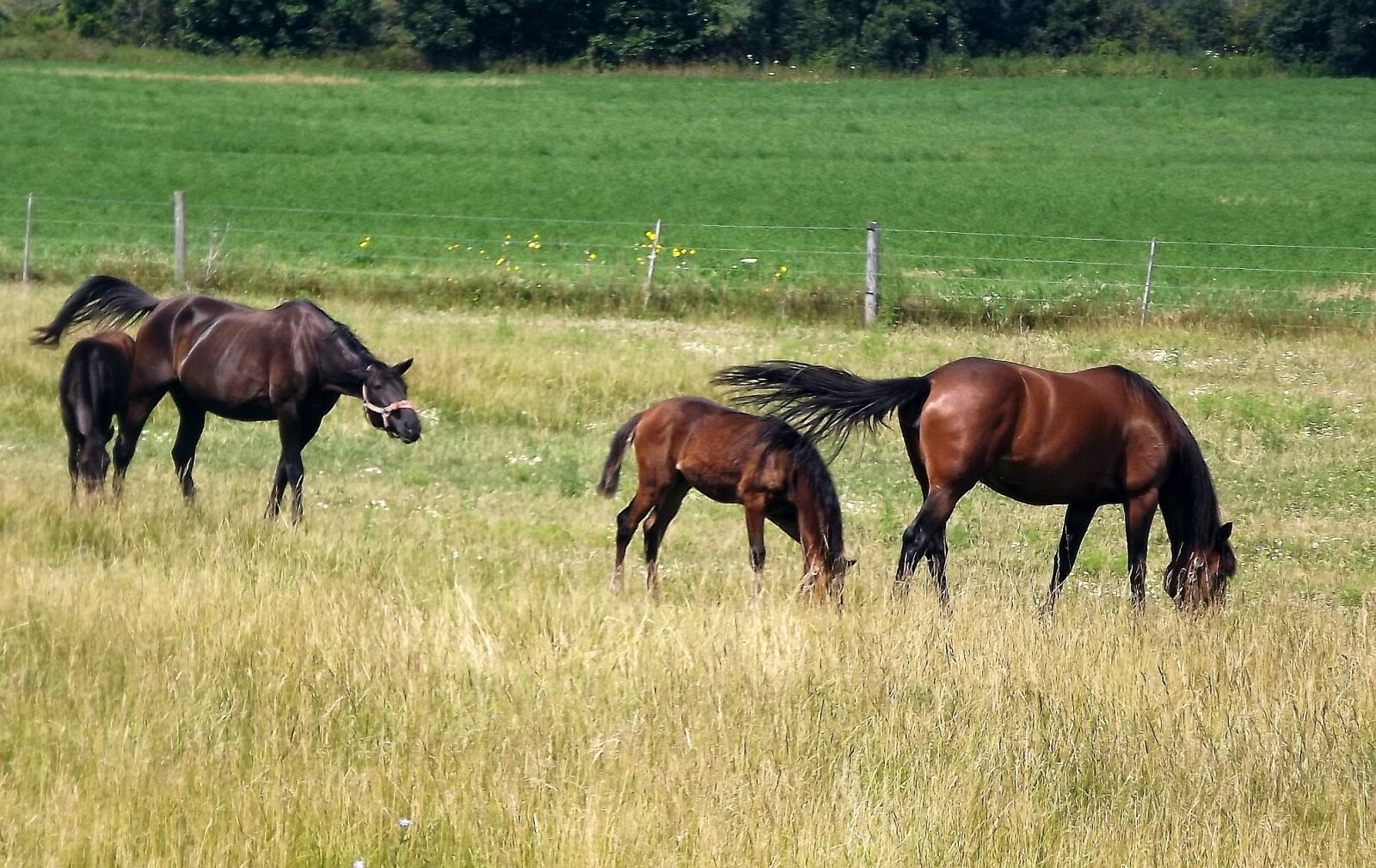 Fujifilm FinePix S3400 sample photo. Animals, herd, horses photography