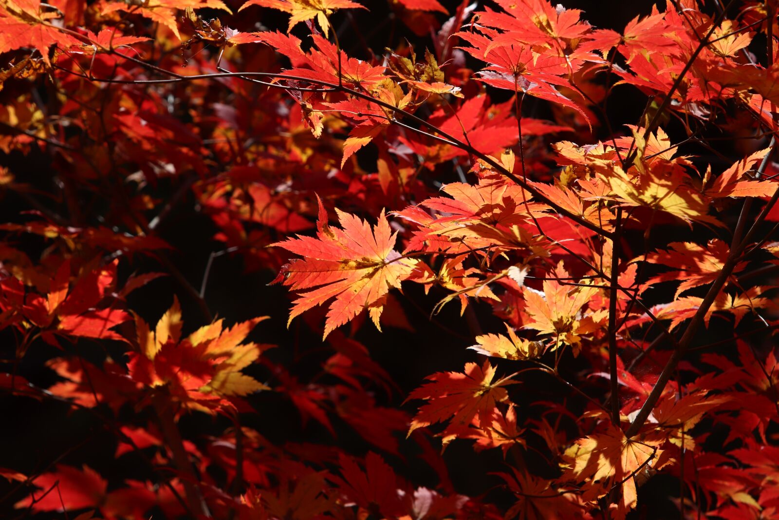 Canon EF 70-200mm F2.8L USM sample photo. Autumn leaves, maple, the photography