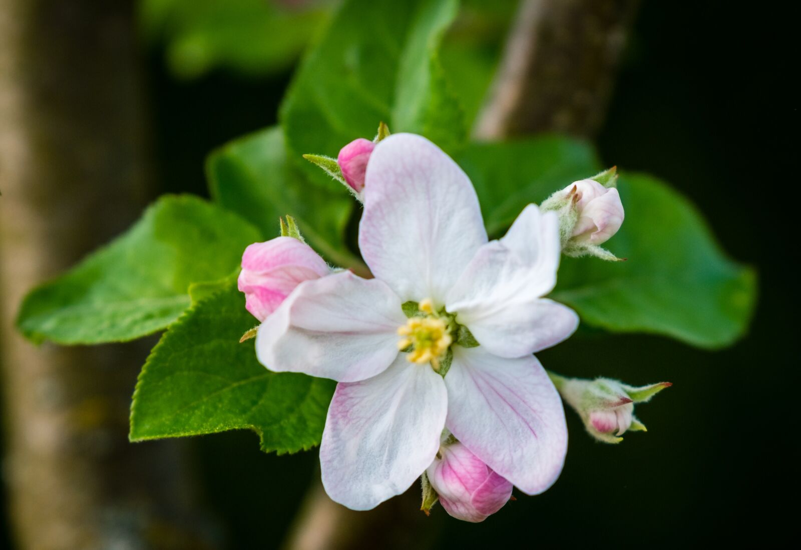 Fujifilm XF 16-55mm F2.8 R LM WR sample photo. Flower, nature, plant photography