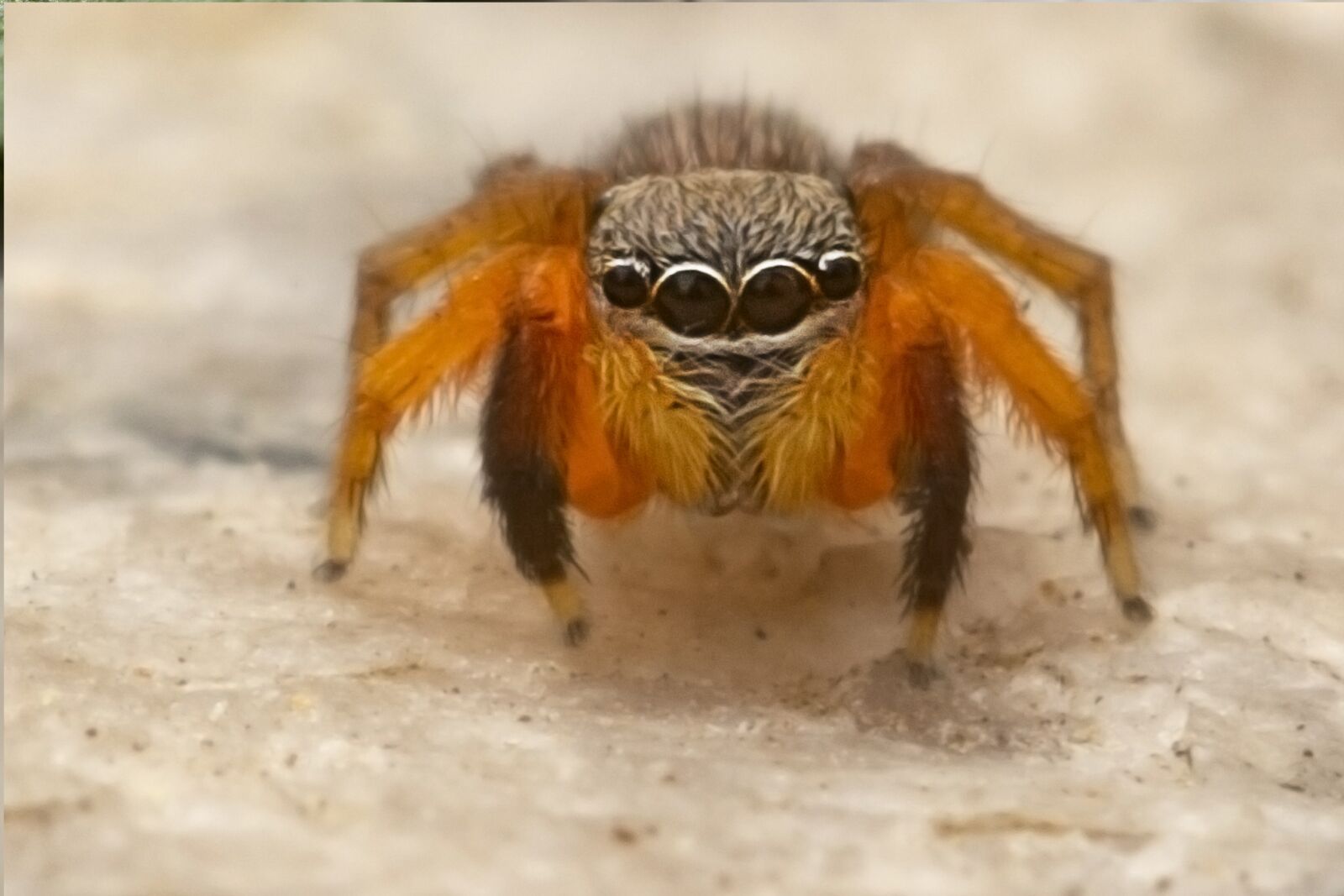 Canon EOS 7D Mark II + Canon EF 100mm F2.8L Macro IS USM sample photo. Spider, insects, nature photography