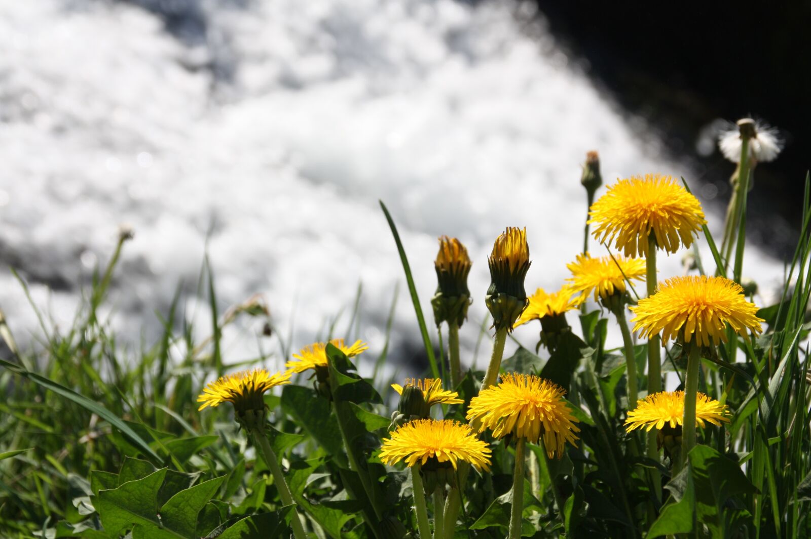 Canon EOS 450D (EOS Rebel XSi / EOS Kiss X2) sample photo. Spring, dandelion, waterfall photography