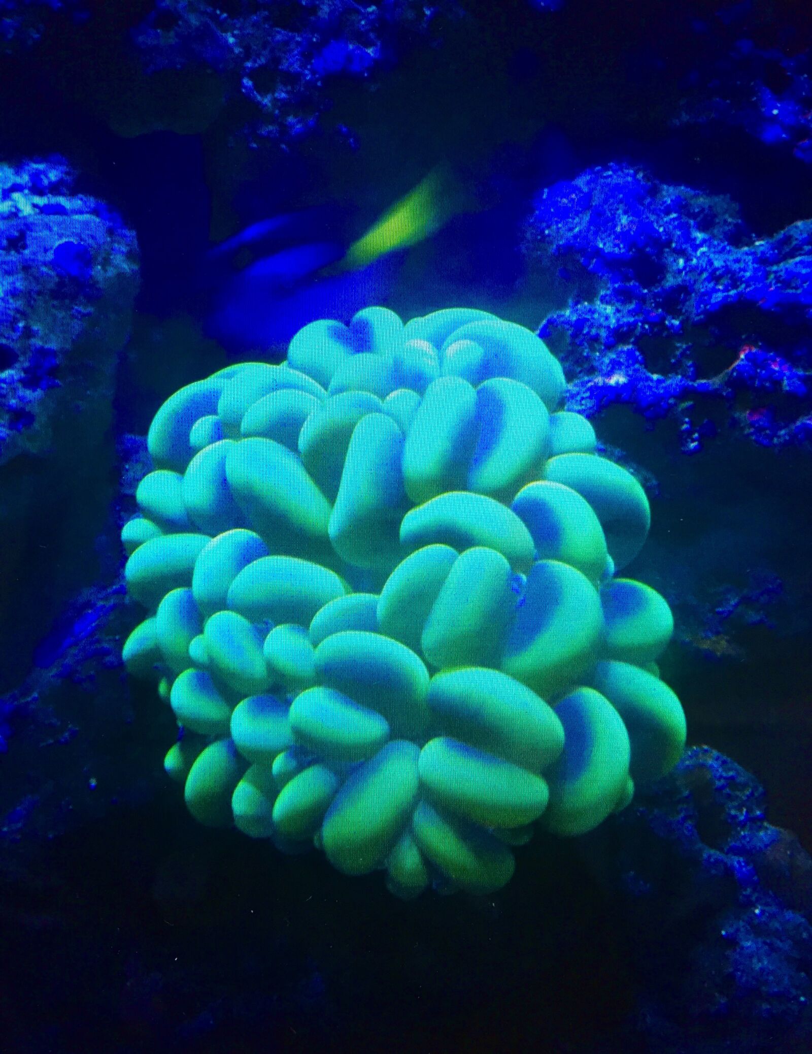 iPhone 6 back camera 4.15mm f/2.2 sample photo. Coral, blue, exotic photography