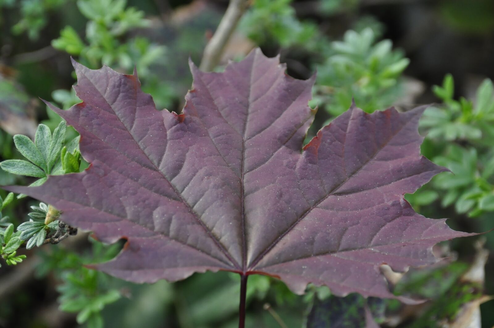 Nikon D5000 sample photo. Leaf, autumn, nature photography