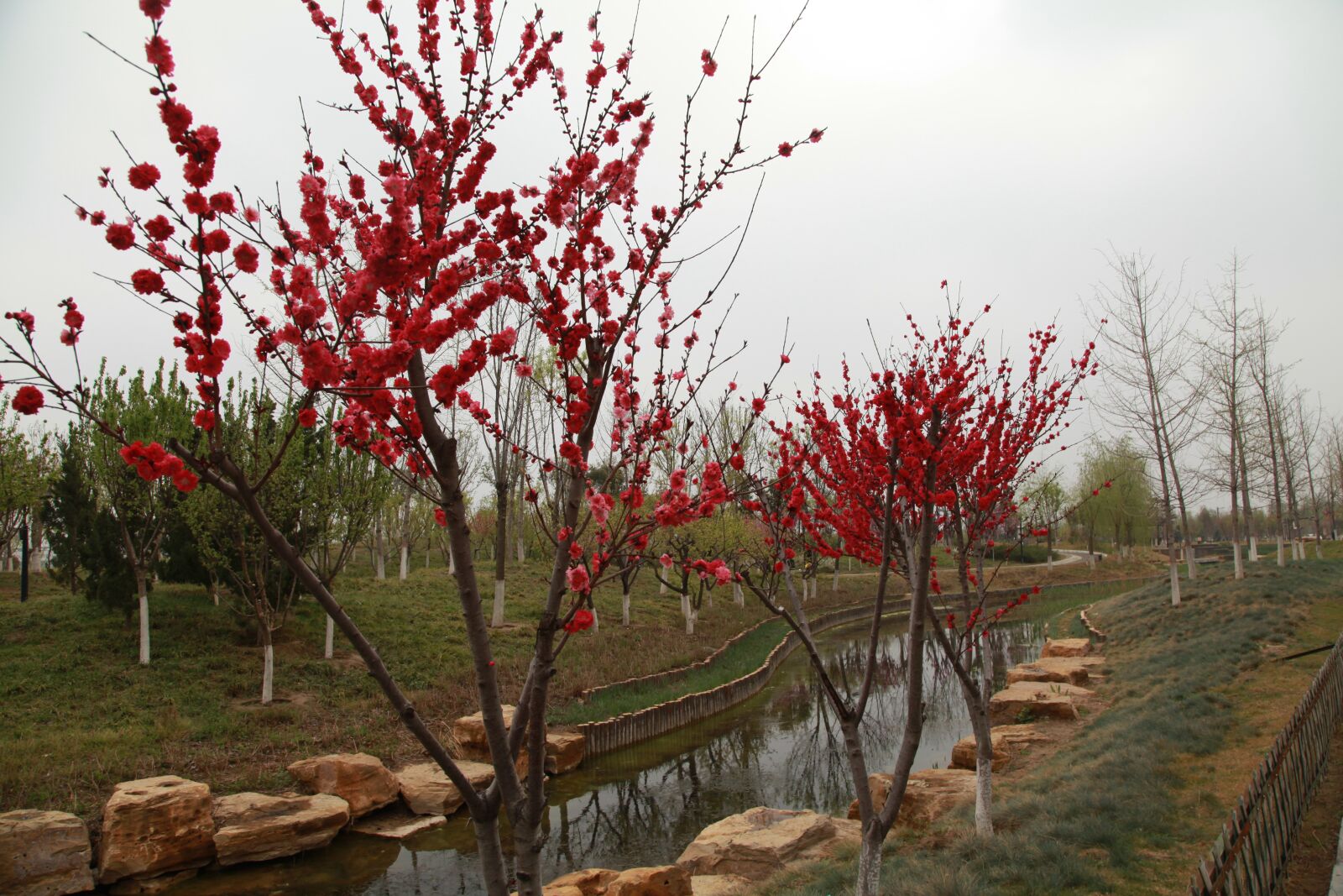 Canon EOS 5D Mark II sample photo. City park, chinese new photography