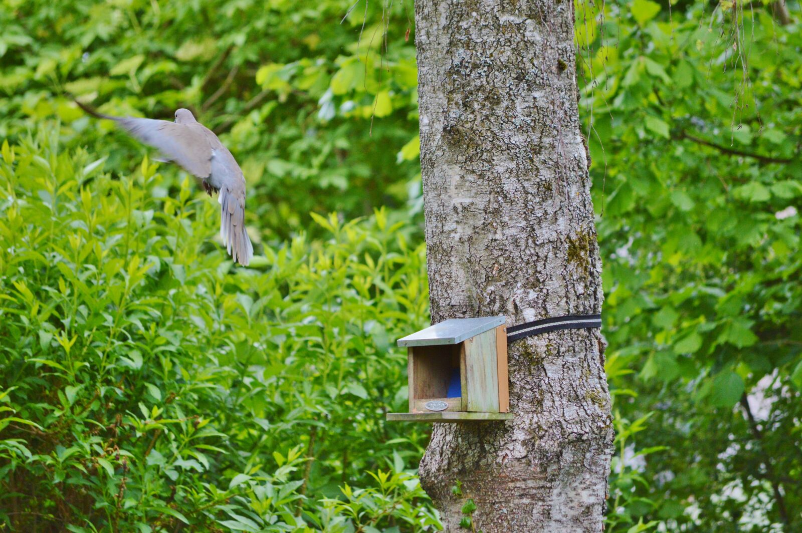 Nikon D3200 sample photo. Dove, bird, feather photography
