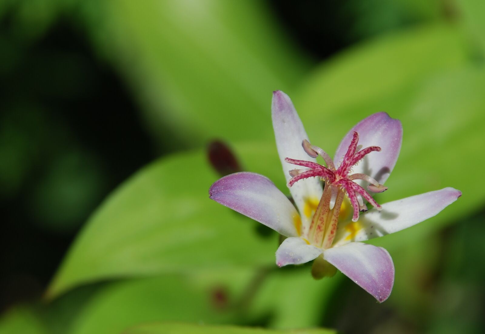 Nikon D60 sample photo. Flower, pink, pink flowers photography