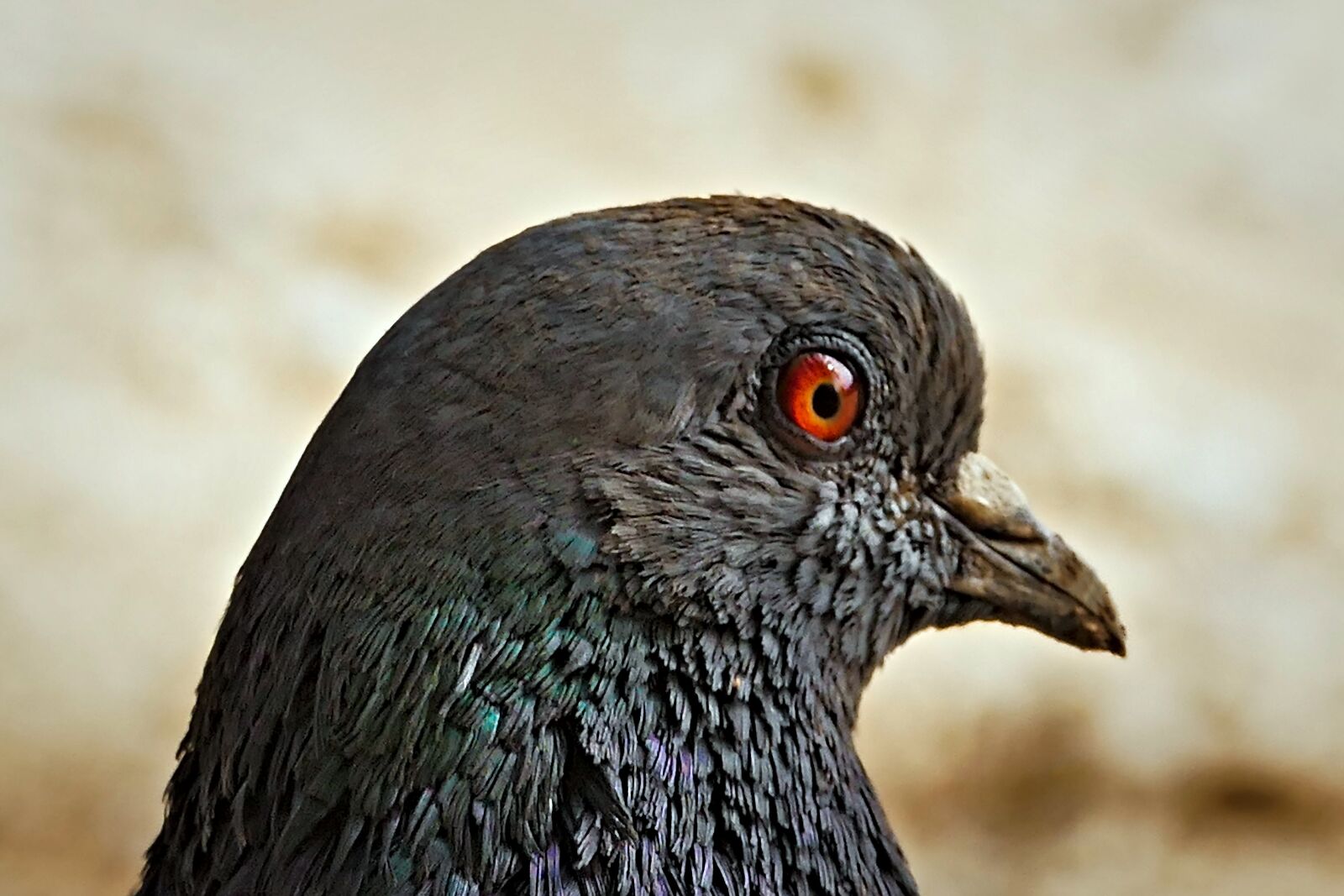 Panasonic Lumix DMC-FZ1000 sample photo. Alka, snipe, kulik photography