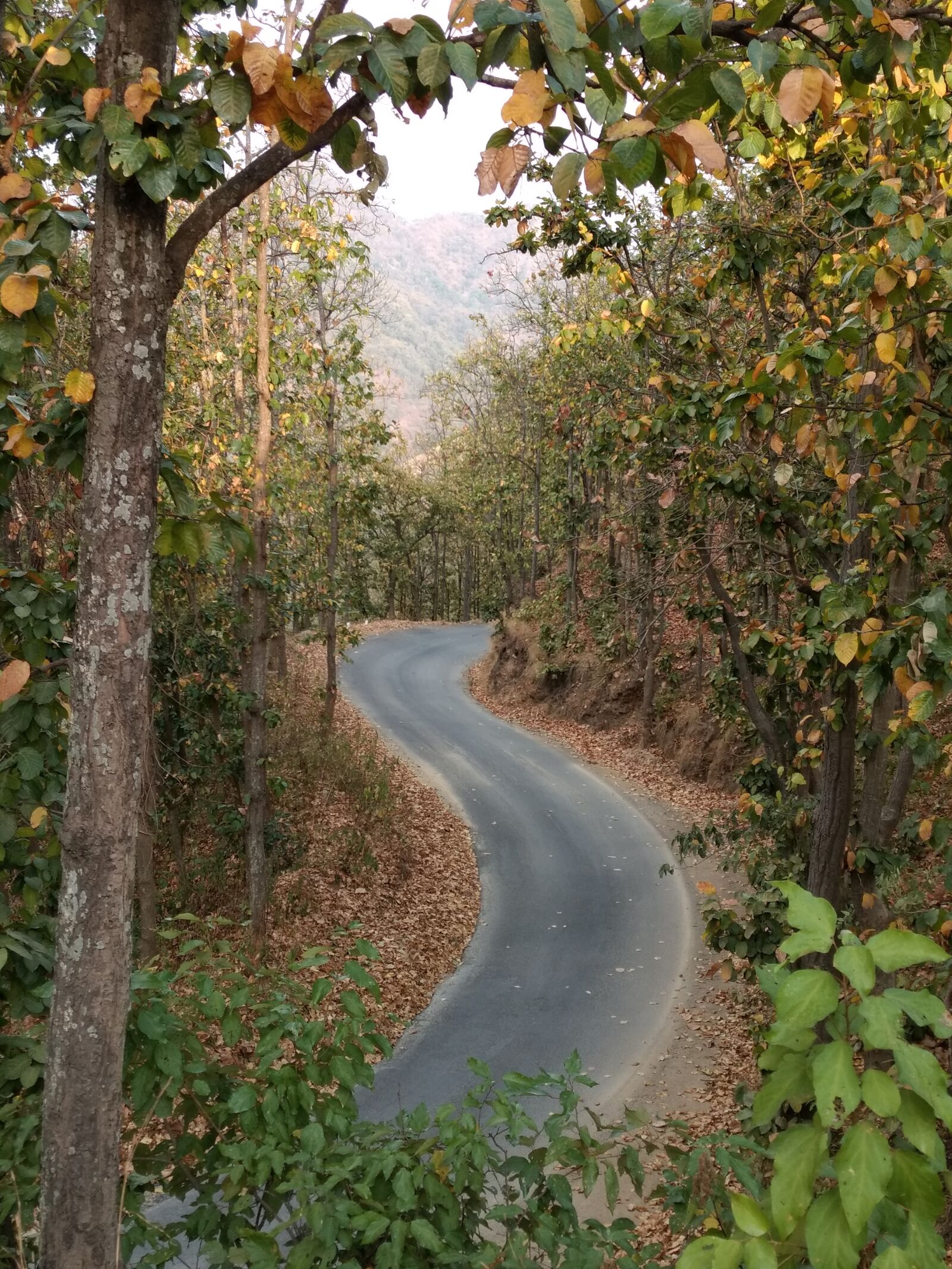 Motorola Moto G (4) sample photo. Nature, tree, outdoors photography