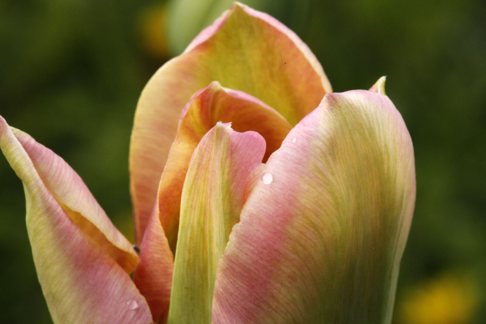 Canon EOS 5D Mark II sample photo. Fire, tulip, onion plant photography