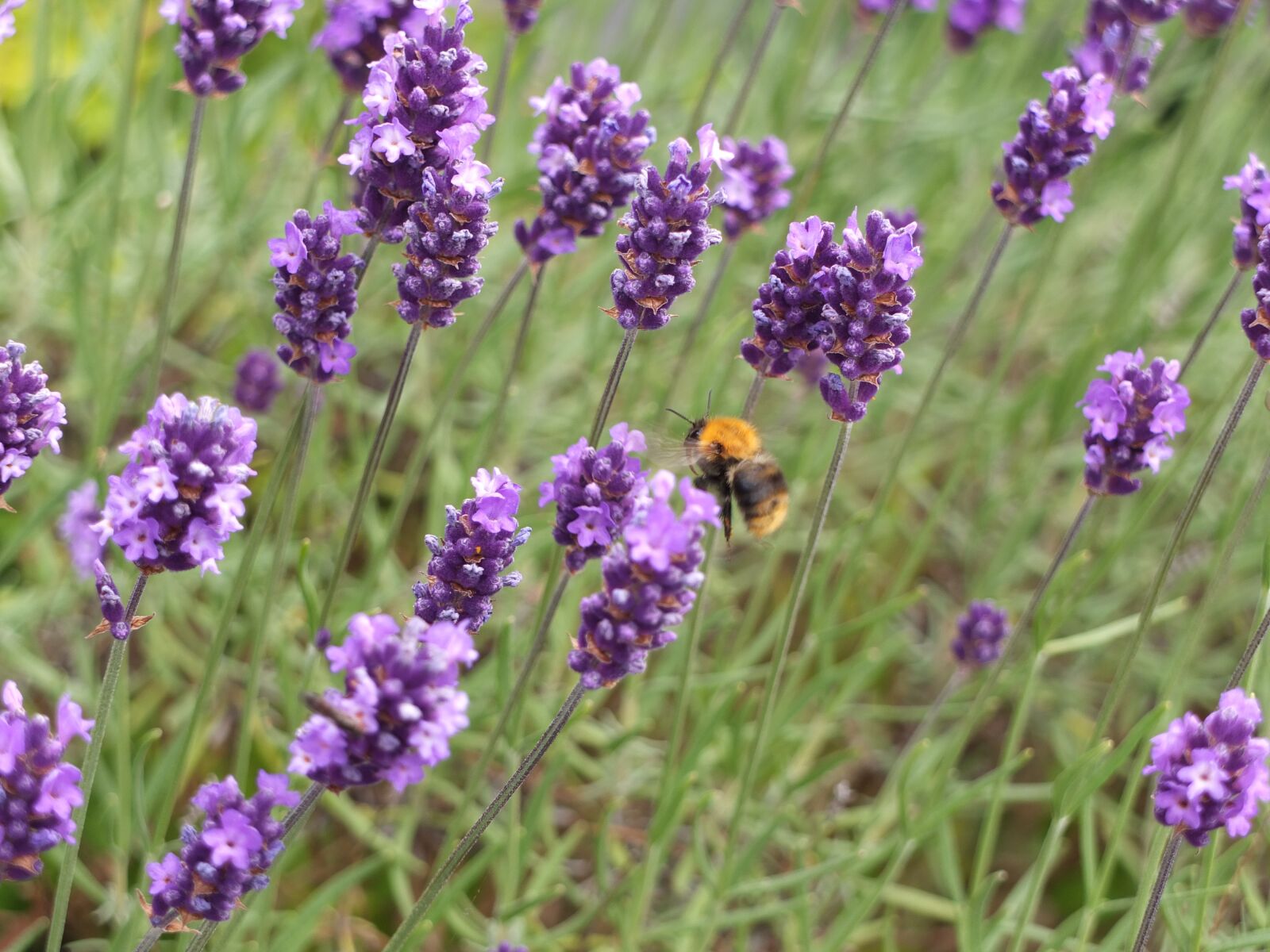 Fujifilm X10 sample photo. Bumblebee, bee, insect photography