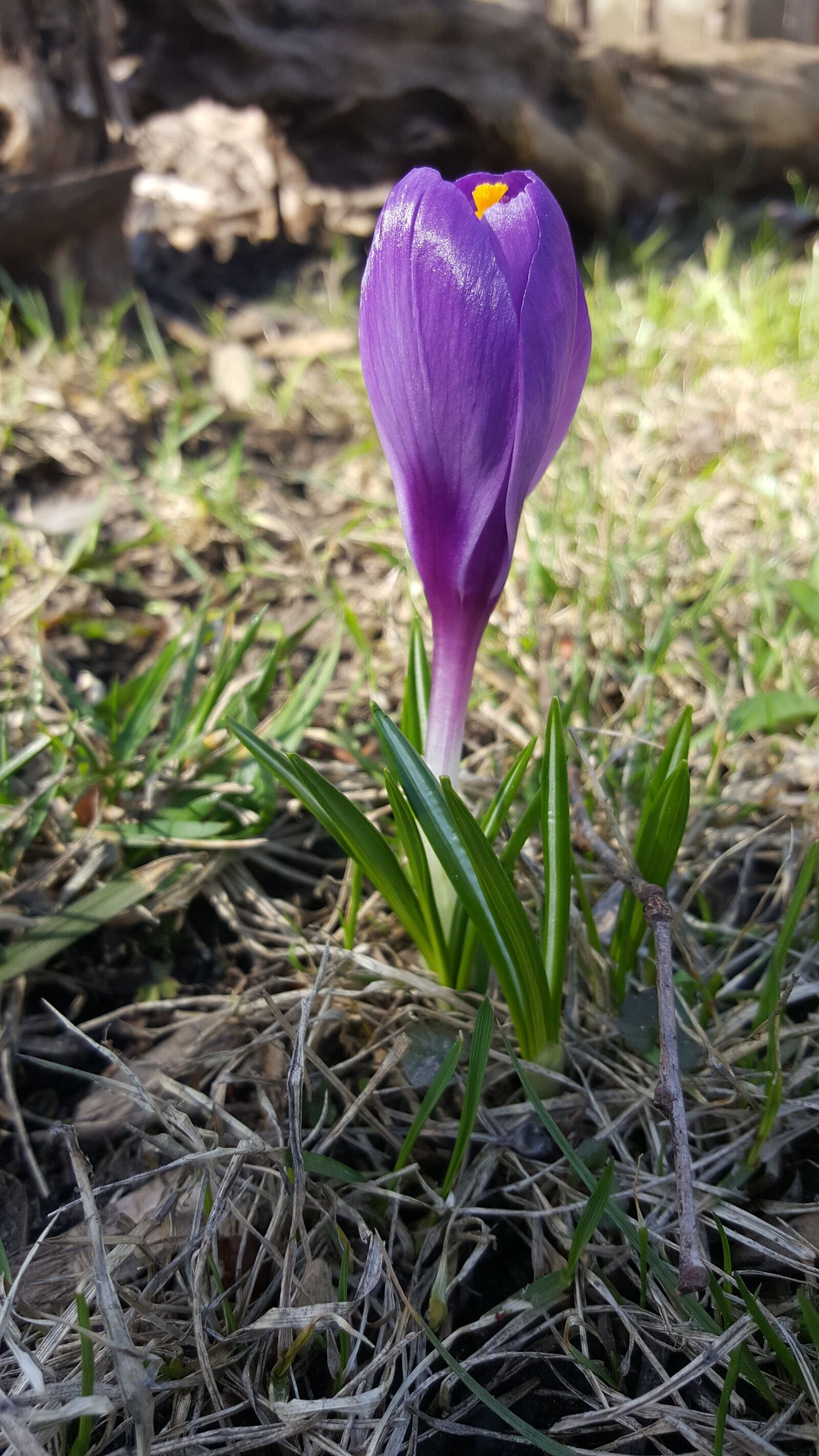 Samsung Galaxy Note5 sample photo. Crocus, spring flower, purple photography
