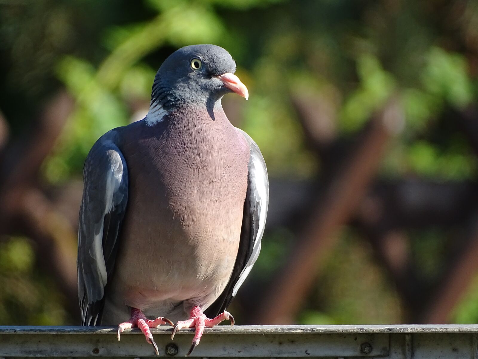 Sony Cyber-shot DSC-HX400V sample photo. Dove, ringdove, field deaf photography