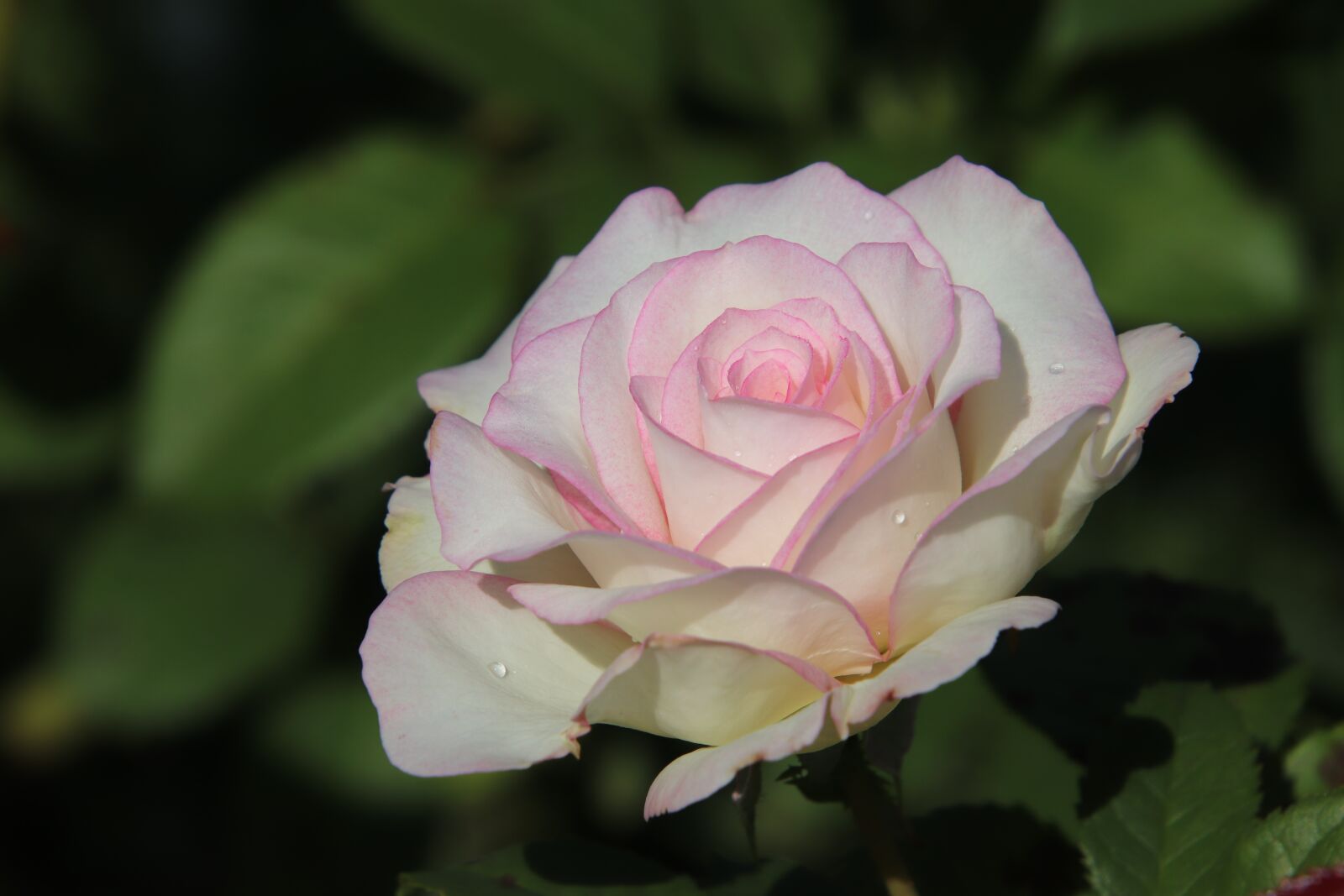 Canon EOS 800D (EOS Rebel T7i / EOS Kiss X9i) sample photo. Pink, rosebush, shrubs photography