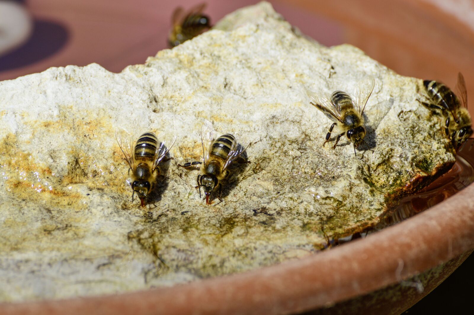 Nikon D3200 sample photo. Bee, honey bee, insect photography